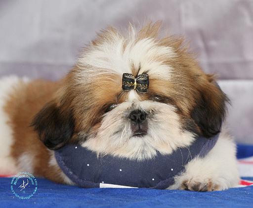 Shih Tzu puppy 9Y506D-041.JPG